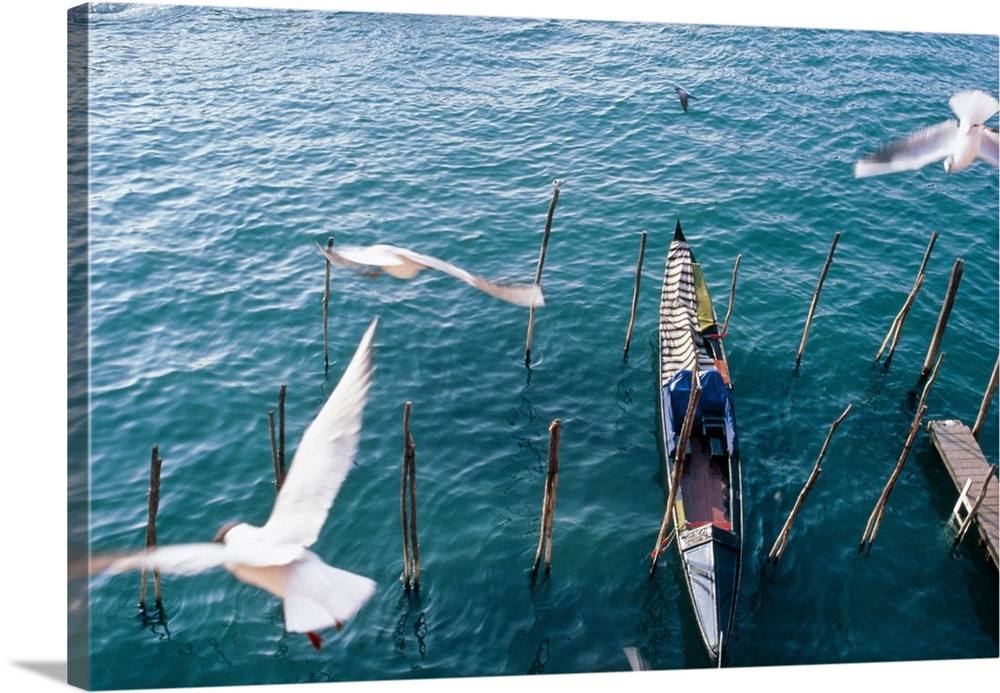 Gulls, Canal, Venice, Italy