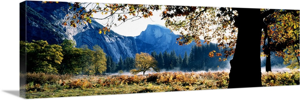 Giant, wide angle view of a large tree and branches in the foreground, beyond the distant trees is Half Dome in Yosemite N...