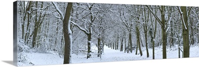 Hampstead Heath in winter, North London, London, England