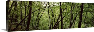 Hardwood trees in a forest, Hardegg, Hollabrunn, Lower Austria, Austria