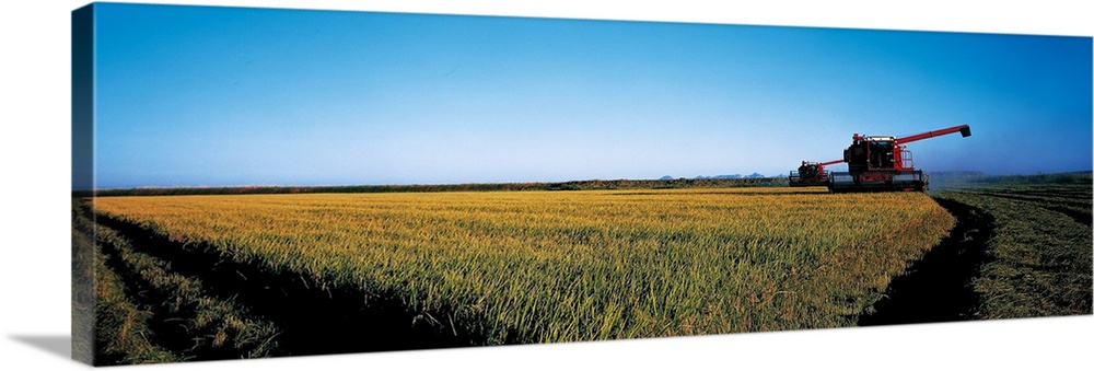 Harvested rice field Glenn Co CA