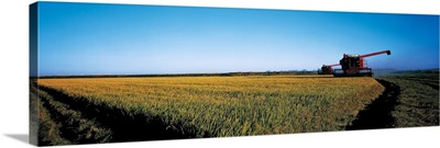 Harvested rice field Glenn Co CA