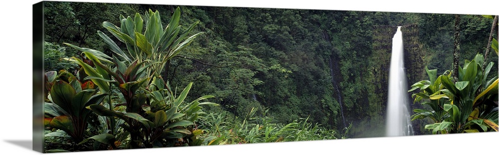 A waterfall near the northeastern Hamakua Coast in Hawaii surrounded by lush tropical greenery.