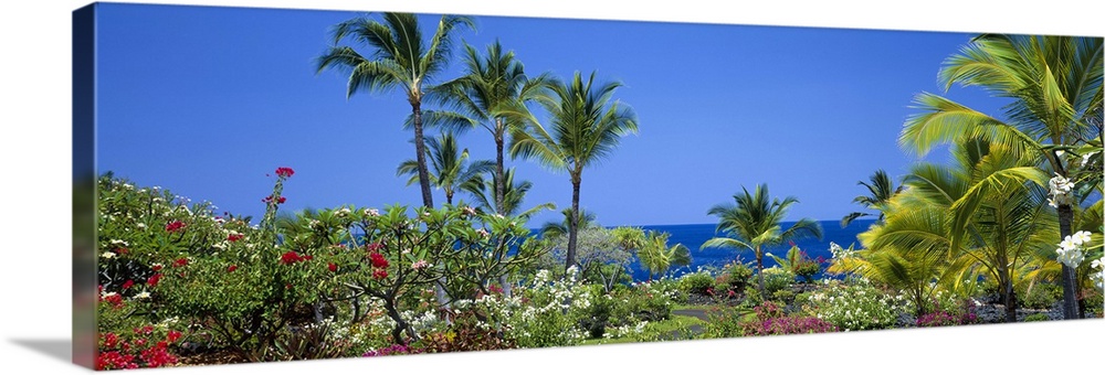 Long panoramic image of palm trees and other flowering plants and bushes along the coastline of Hawaii.