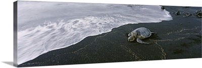 Hawksbill Turtle on the beach, Punalu'u Black Sand Beach, Big Island, Hawaii