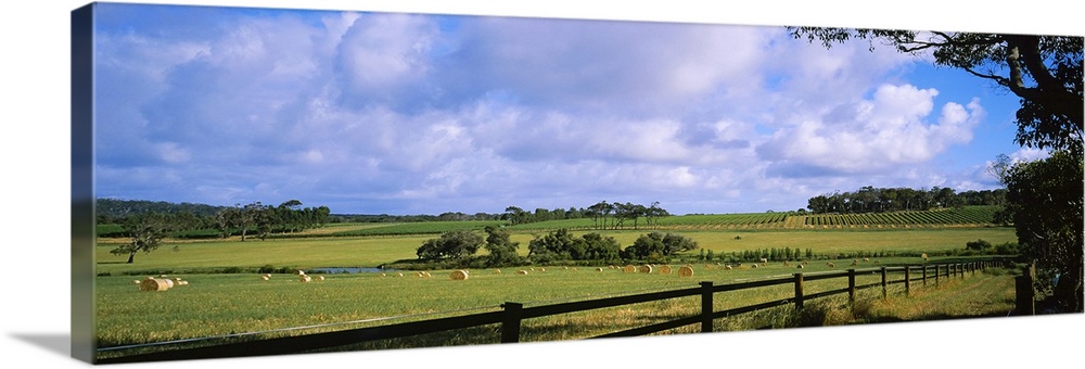 Hay bales in a field, Australia