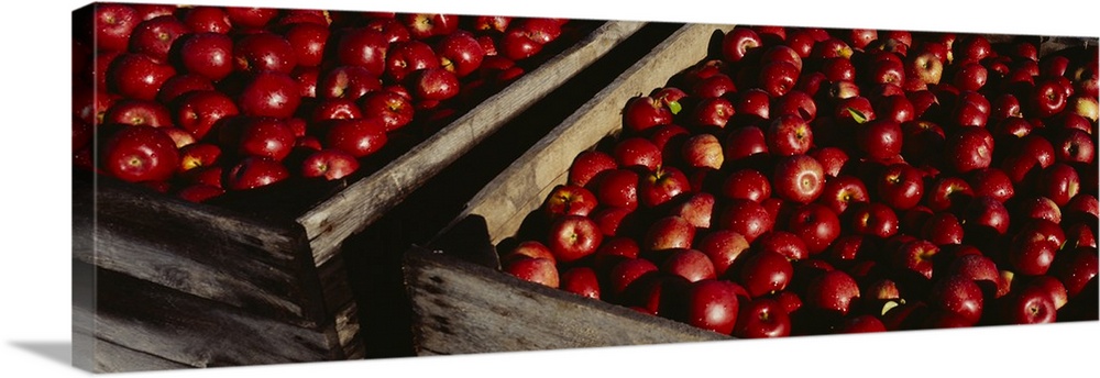 Heap of apples in wooden crates, Grand Rapids, Kent County, Michigan