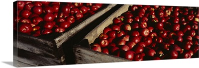 Heap of apples in wooden crates, Grand Rapids, Kent County, Michigan