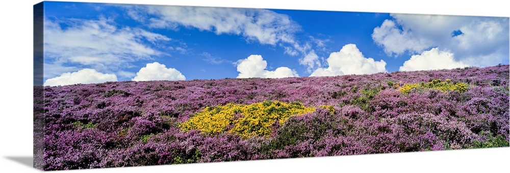 Heather And Clouds, Denbighshire, England