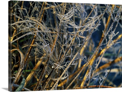 Heavy Frost On Grass