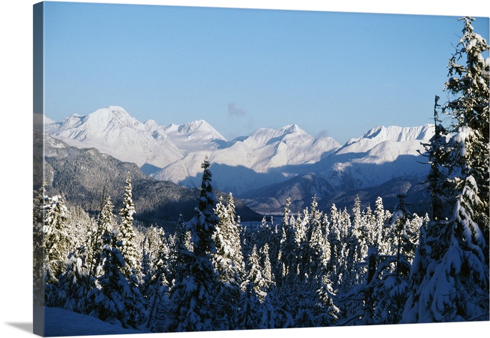 Giant, horizontal, high angle photograph of snow covered pine trees near the Chugach Mountains in Alaska.
