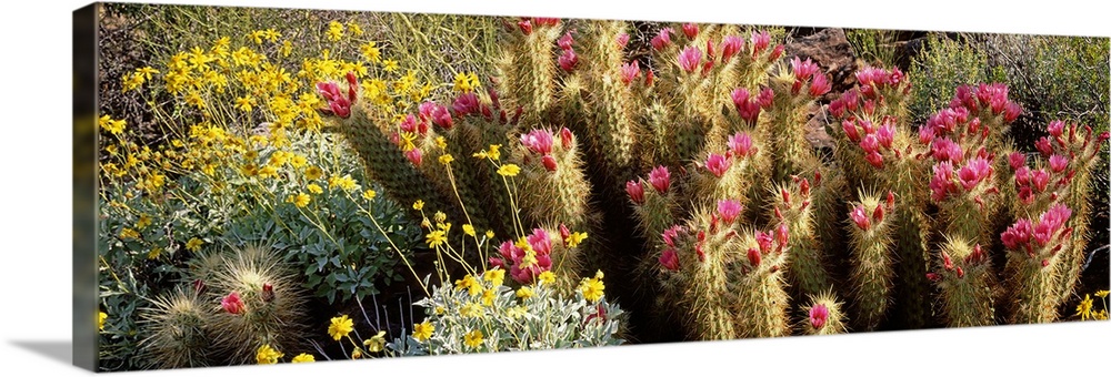 Hedgehog Cactus Brittlebush Organ Pipe Cactus National Park AZ