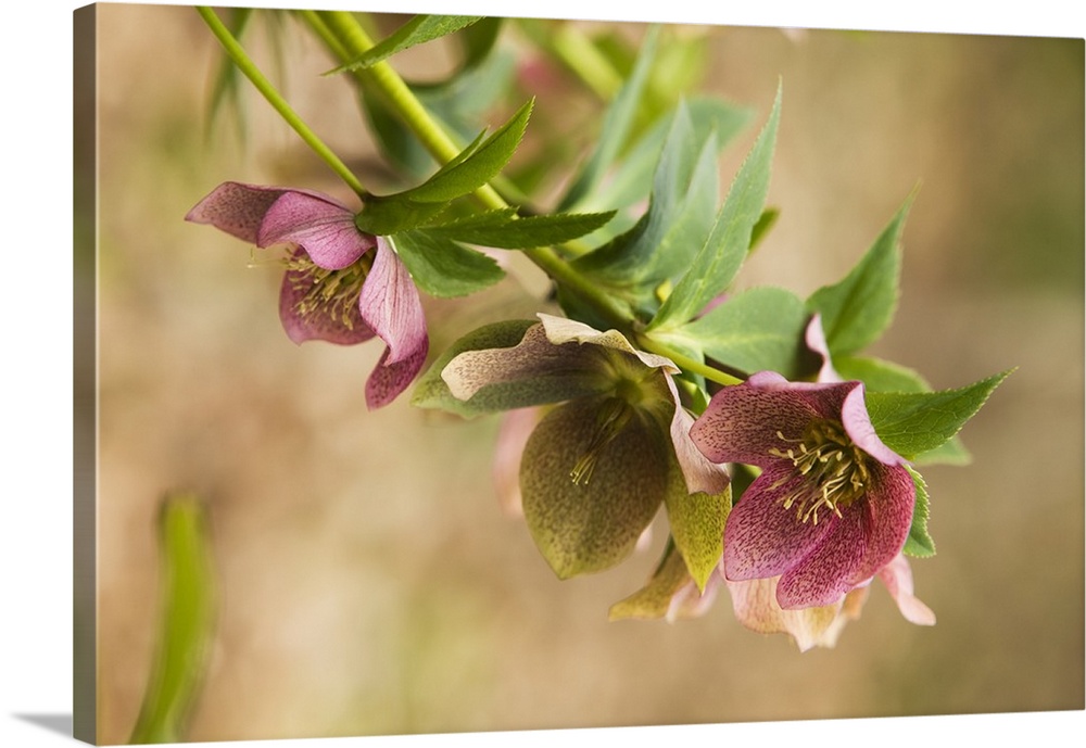 Horizontal close up photograph of several hellebore flowers in bloom, hanging down from branches of green, in North Carolina.