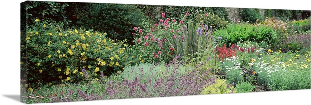 Herbaceous plants, Bodnant Gardens, Clwyd, Wales