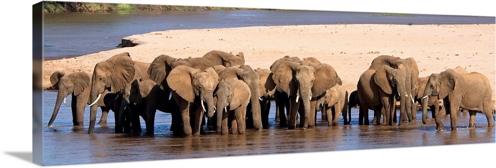 A large panoramic photograph of a herd of elephants standing in shallow water with a patch of land directly behind them.