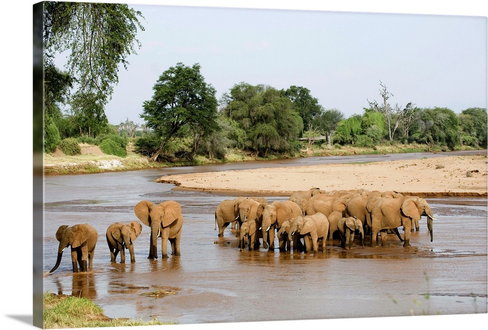 Herd of African elephants crossing the river, Samburu National Park, Kenya