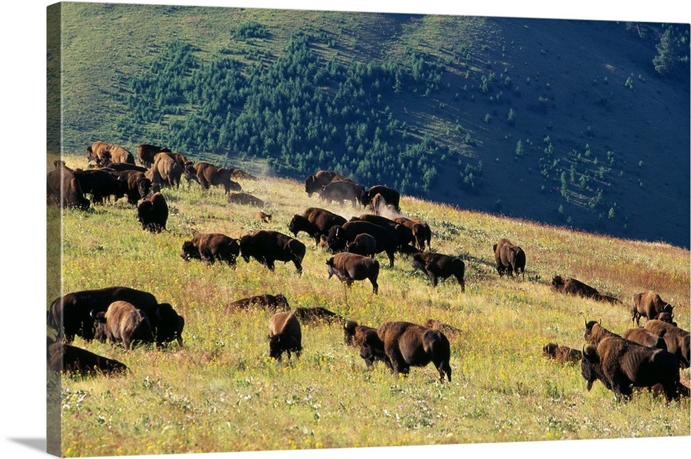 Herd Of Bison (Bison Bison) In Mountain Meadow Wall Art, Canvas Prints ...