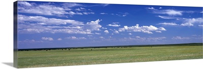 Herd of Bison on prairie Cheyenne WY