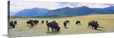 Herd of bisons grazing in a field, Waterton Lakes National Park, Alberta, Canada