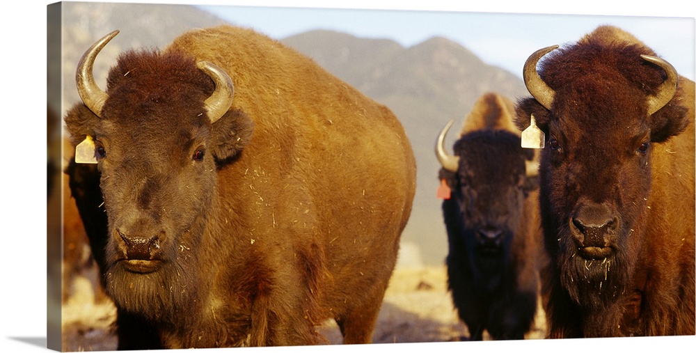 Horizontal photograph on a big canvas of an approaching herd of buffalo, a mountain landscape in the background, in Taos, ...