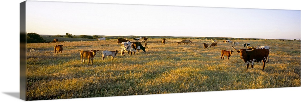 Herd of cattle grazing in a field, Texas Longhorn Cattle, Kansas