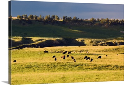 Herd of cattle grazing in grassy meadow, Missouri Breaks, Montana