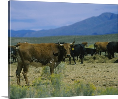 Herd of cattle in a field, Taos, Taos County, New Mexico