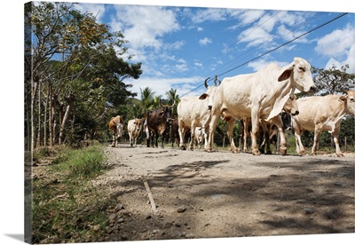 Herd of cattle walking on a dirt road, Alajuela, Alajuela Province, Costa Rica