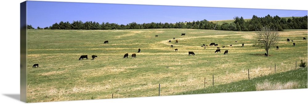 Herd of cows grazing in a field, Kansas