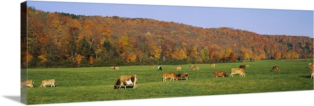 Herd of cows grazing in a field, Wilmington, Windham County, Vermont, New England