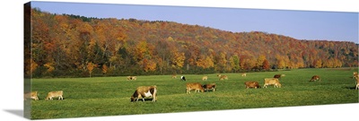 Herd of cows grazing in a field, Wilmington, Windham County, Vermont, New England