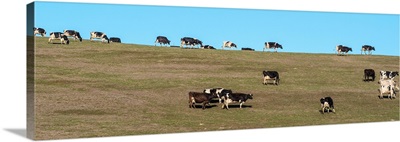 Herd Of Cows Grazing On A Hill, Point Reyes National Seashore, California, USA