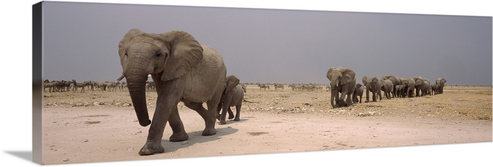 Herd of female African elephants Loxodonta africana with their calves Etosha National Park Kunene Region Namibia