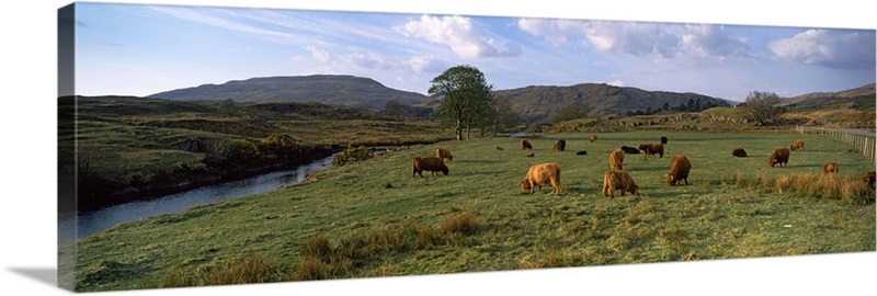 Herd of Highland cattle grazing in a field, Loch Aline, Highlands ...