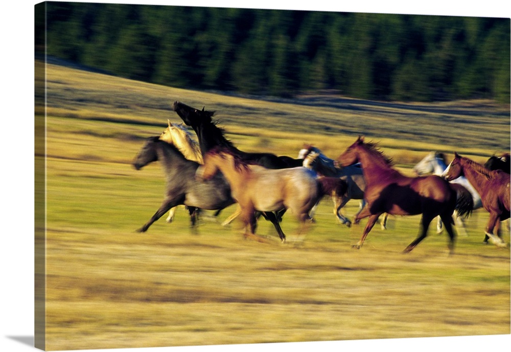 Wall docor of a pack of horses running through a field.