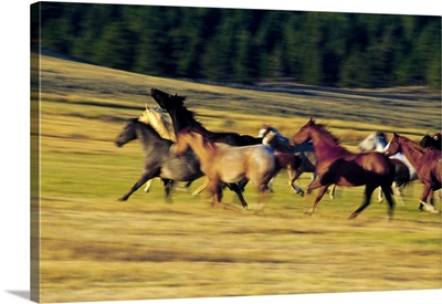 Herd of horses running, Oregon, united states,