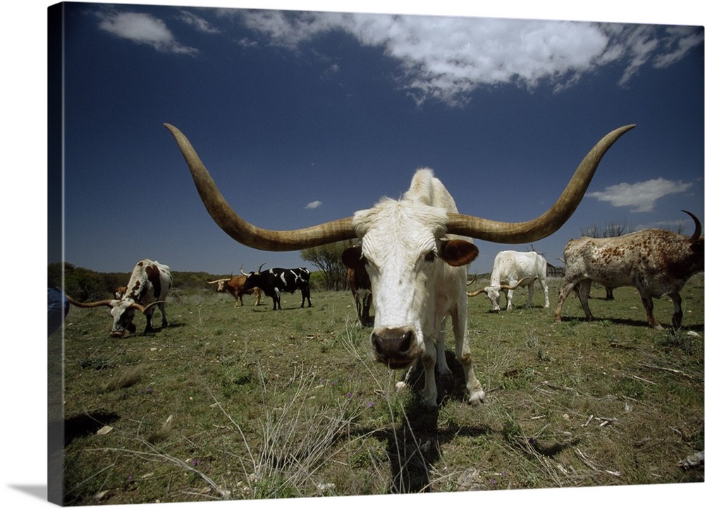 Oversized landscape photograph of a herd of Texas Longhorn cattle, grazing in a field beneath a blue sky.  One cattle in t...
