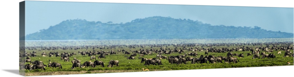 Herd of white-bearded wildebeests (Connochaetes taurinus mearnsi), Ngorongoro Conservation Area, Tanzania, Africa