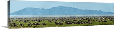 Herd Of White-Bearded Wildebeests, Ngorongoro Conservation Area, Tanzania, Africa