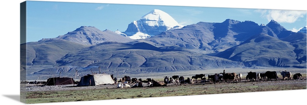 Herd of yak and tents in front of mountains, Tibet
