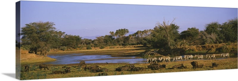 Herd of Zebra (Equus grevyi) and African Buffalo (Syncerus caffer) in a ...