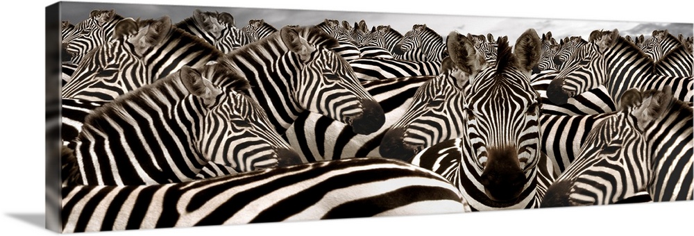 Wide angle photograph on large canvas of a herd of zebras beneath a cloudy grey sky.