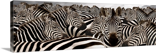 Herd of zebras Wall Art, Canvas Prints, Framed Prints, Wall Peels ...