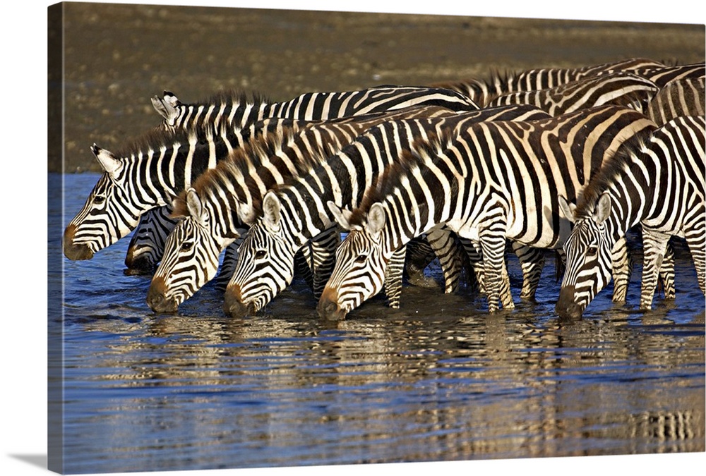 Herd of zebras drinking water, Ngorongoro Conservation Area, Arusha Region, Tanzania (Equus burchelli chapmani)