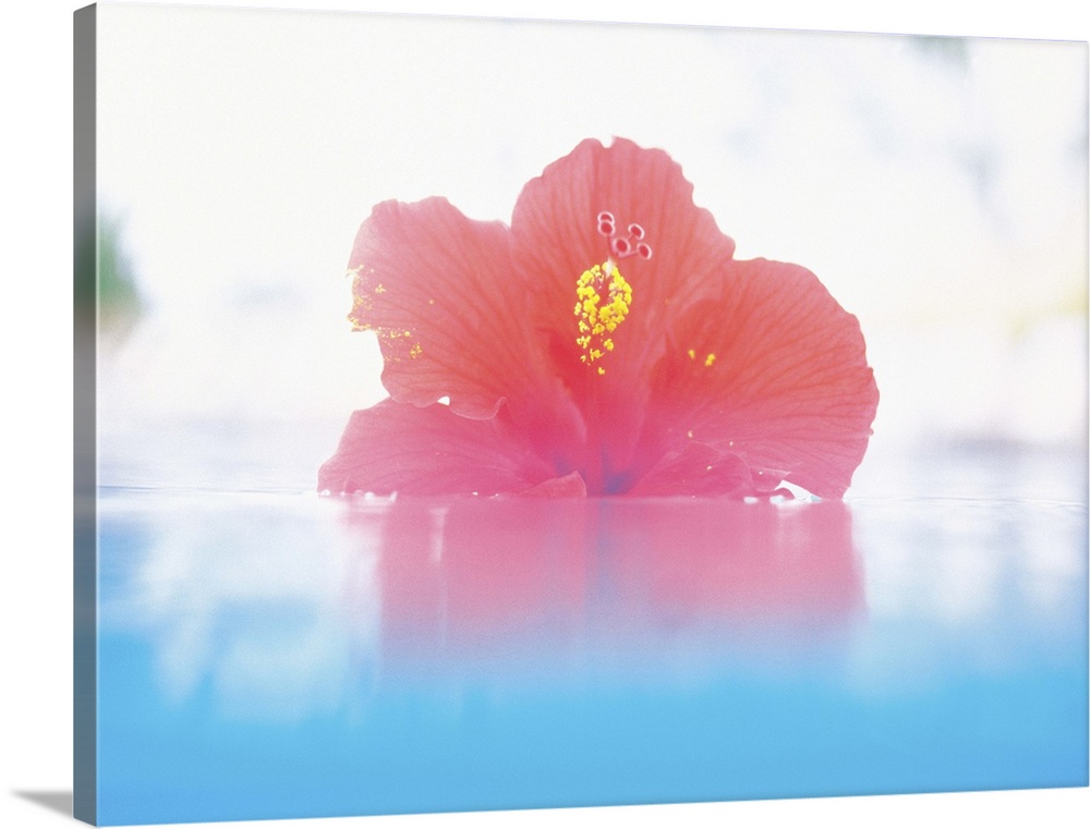 Hibiscus floating in water