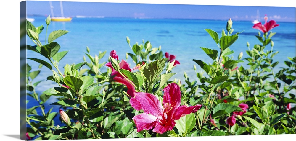 This horizontal wall art is a landscape photograph of pink flowers growing near the shore of a tropical sea.