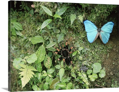 High angle view of a Blue Morpho butterfly (Morpho menelaus) and a Tarantula in a rainforest, Costa Rica