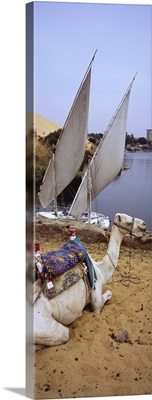 High angle view of a camel resting on sand by the river, Nile River, Aswan, Egypt