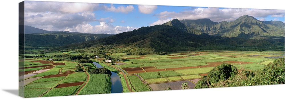 High angle view of a field with mountains in the background, Hanalei Valley, Kauai, Hawaii