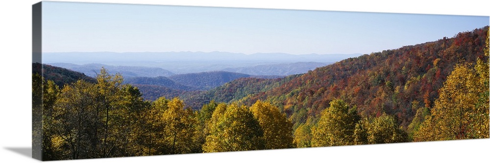 High angle view of a forest, Blue Ridge Parkway, North Carolina